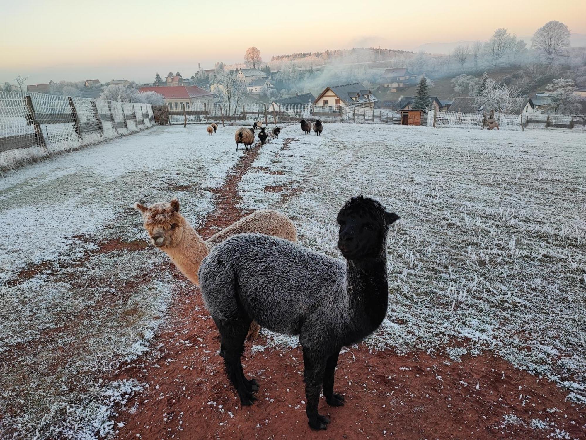 Apartman Na Statku Červený Kostelec Exteriör bild